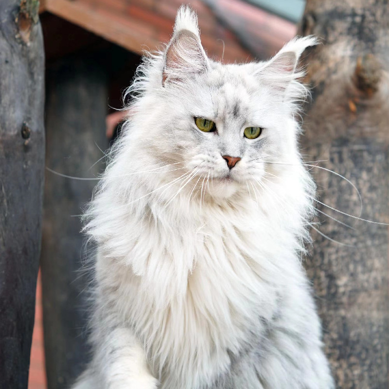 大型缅因猫幼猫巨型银虎斑俄罗斯库恩猫棕虎斑烟灰纯种血统长毛猫