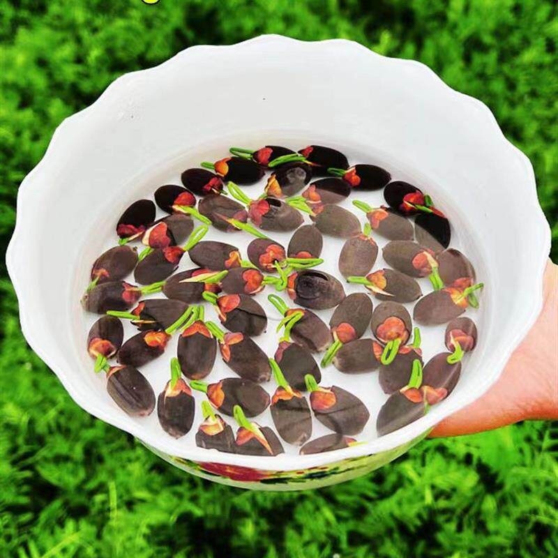 碗莲水培植物四季盆栽花卉室内四季开花花种子籽水养荷花种藕睡莲