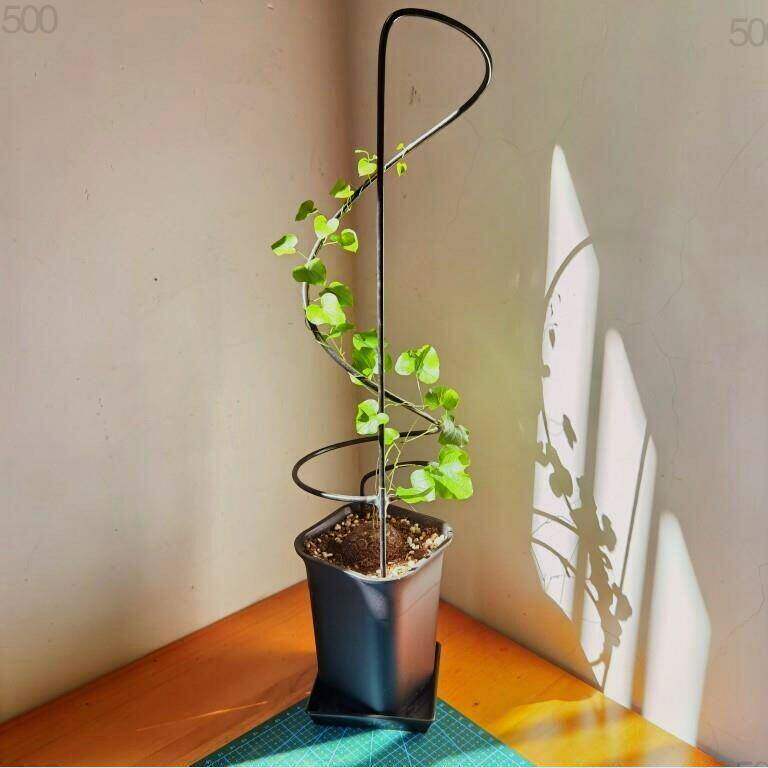 龟甲龙爬藤架山乌龟三角梅植物花支架防倒室内花支架造型花架固定
