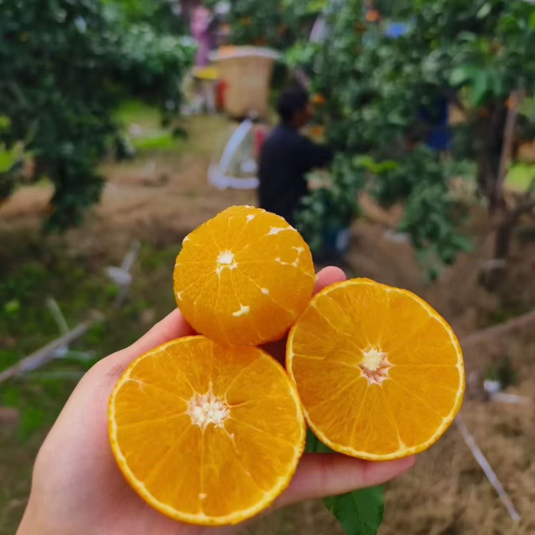爱媛38号果冻橙四川正宗新鲜当季水果柑橘桔手剥橙子整箱皮薄汁多