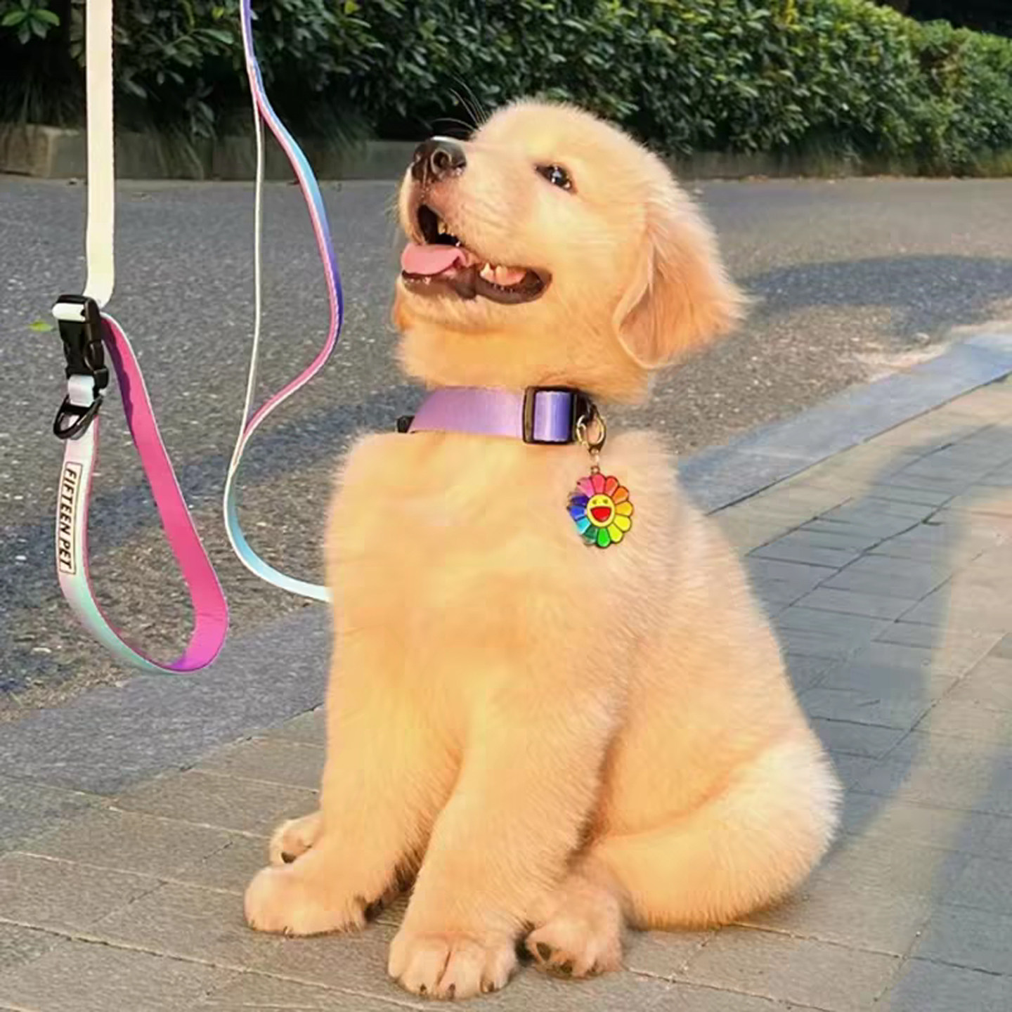 金毛幼犬纯种家养高智商中型犬双狗狗