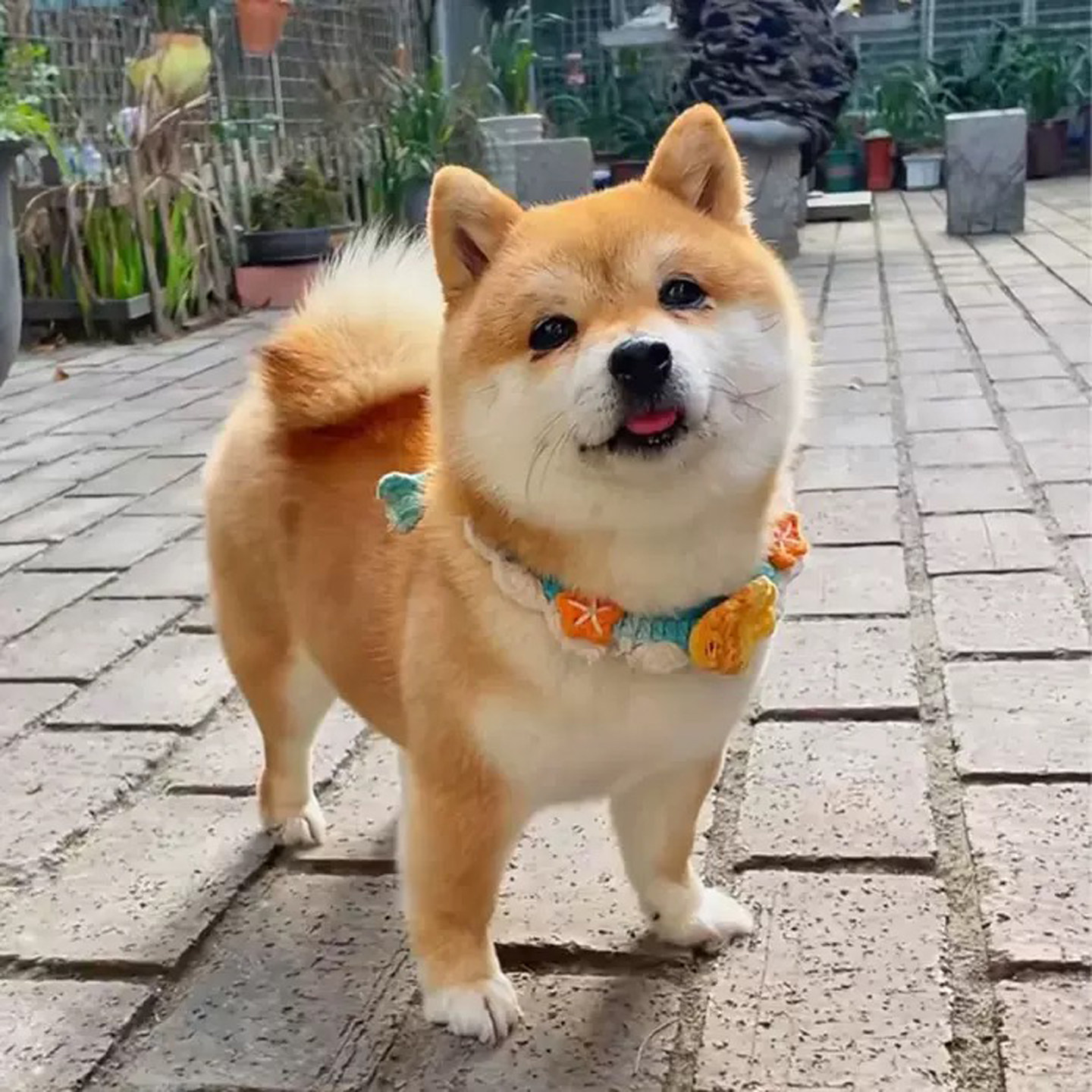 柴犬幼犬纯种双血统日本豆柴幼崽家养小型赤色黑色柴犬活体宠物狗