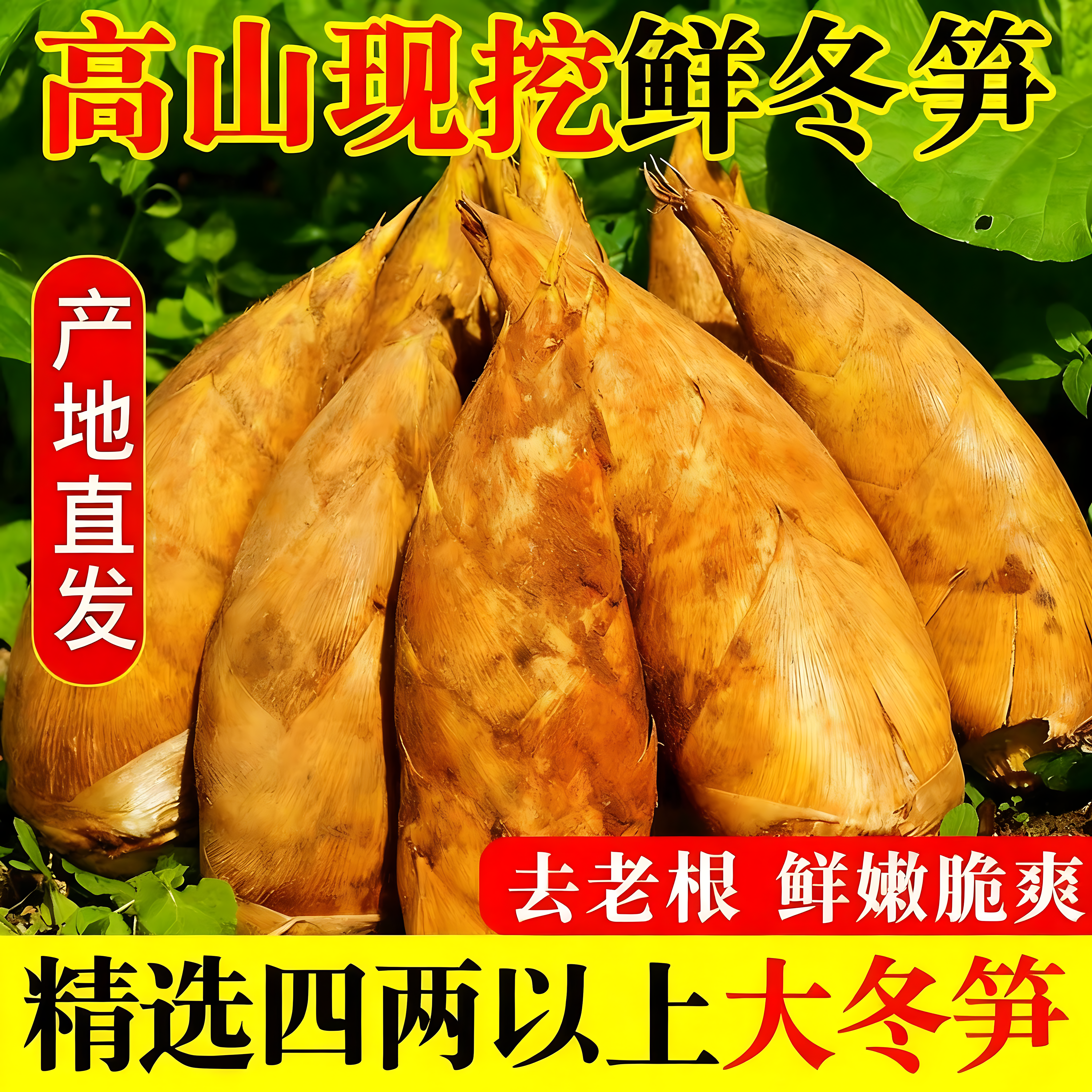 2025大冬笋野生黄泥新鲜现挖5斤浙江临安天目农家春笋大楠毛竹笋