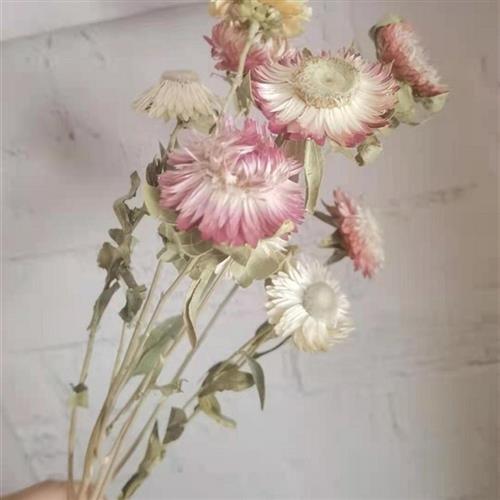 乡村干花淡雅粉白麦梗菊雏菊干花摆设客厅花艺花材干燥花