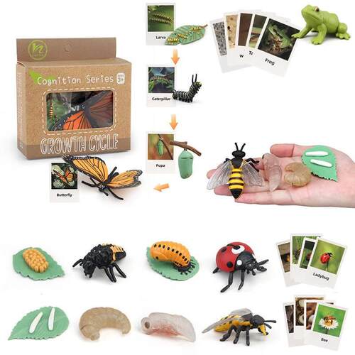 Animal Life Cycle Children Toys Simulation Plant Model Monte