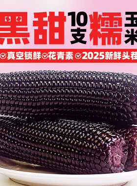2025黑糯玉米东北新鲜头茬黄糯玉米鲜甜粘苞米真空装代早餐非即食