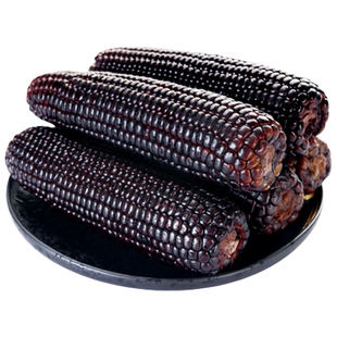 2025黑糯玉米东北新鲜头茬黄糯玉米鲜甜粘苞米真空装代早餐非即食