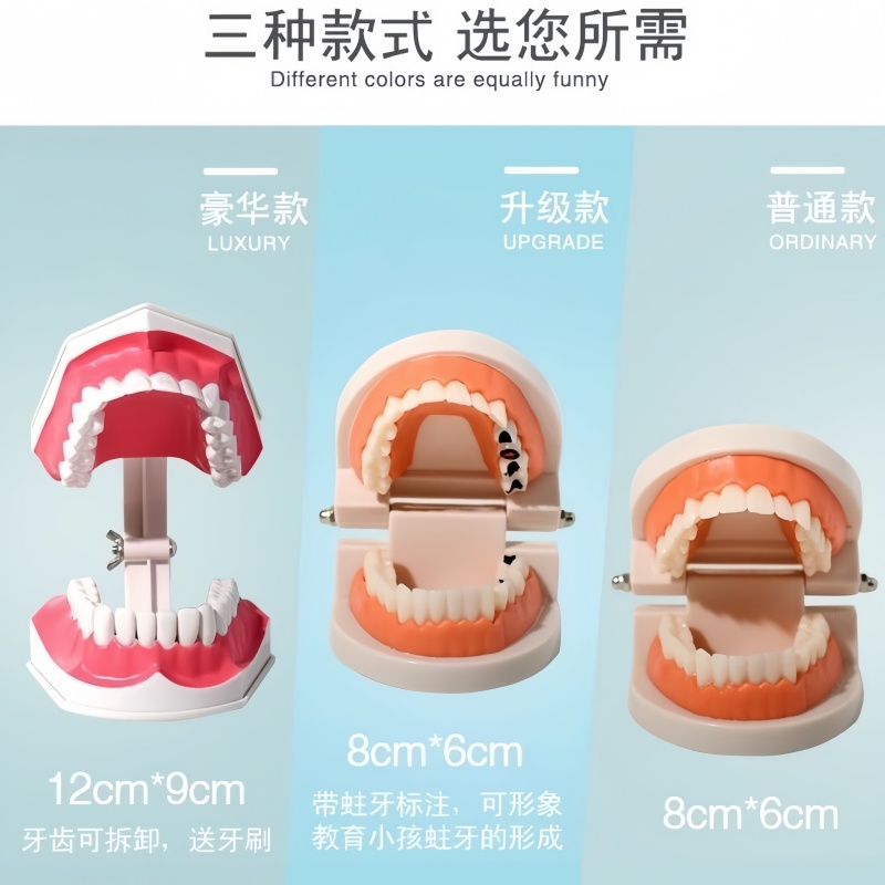 牙科口腔教学模型牙龈牙齿模型