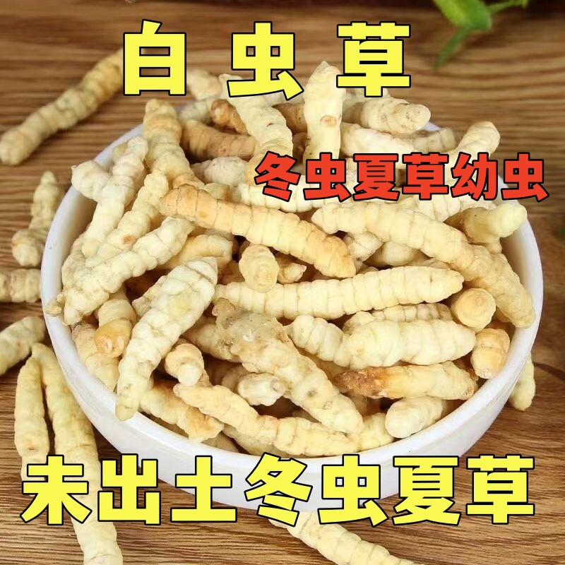 冬虫夏草干货50克正品西藏那曲野生高原未出土幼虫草头期无断草泡