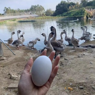 正宗初生鹅蛋狮头鹅蛋新鲜现捡鹅蛋孕妇老人食用12枚1560克
