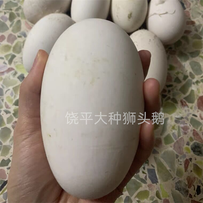 特大双黄鹅蛋新鲜现捡360克鹅蛋