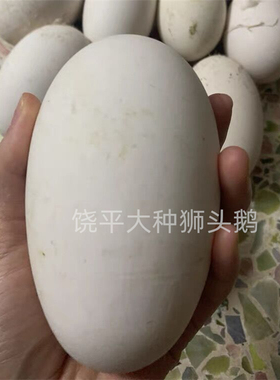 潮汕特大鹅蛋双黄现捡农家散养狮头鹅蛋320g-380g孕妇宝宝食用蛋