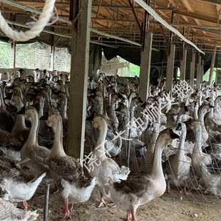 潮汕狮头鹅特大型灰色狮头鹅未孵化现捡现发鹅蛋潮汕原产地包邮