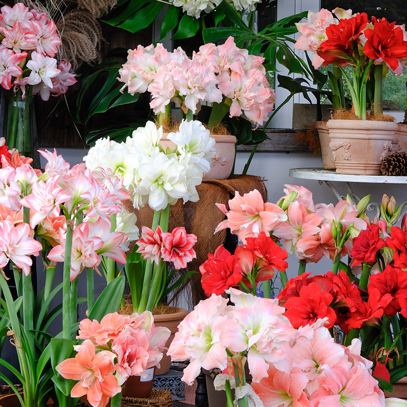 有寻植物朱顶红种球球根重瓣阿弗雷花孔雀新手入门花园盆栽地栽