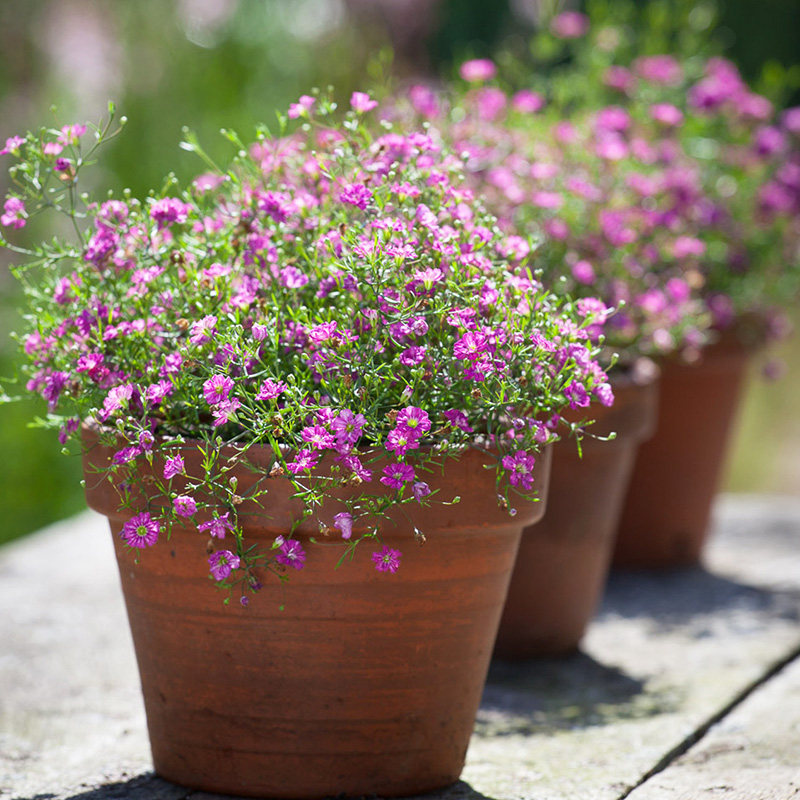 有寻植物 满天星切花花卉盆栽绿植阳台庭院花园多年生草本易养护