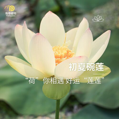 碗莲水培植物好养易活