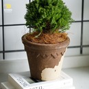 有寻植物颜植陶盆花盆皇家花边牛奶咖啡透气透水室内ins风简约