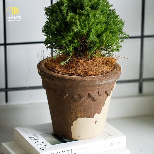 颜植陶盆花盆皇家花边室内陶盆