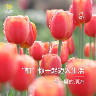 有寻植物郁金香种球进口自然球5度球球根花卉阳台庭院新手好养