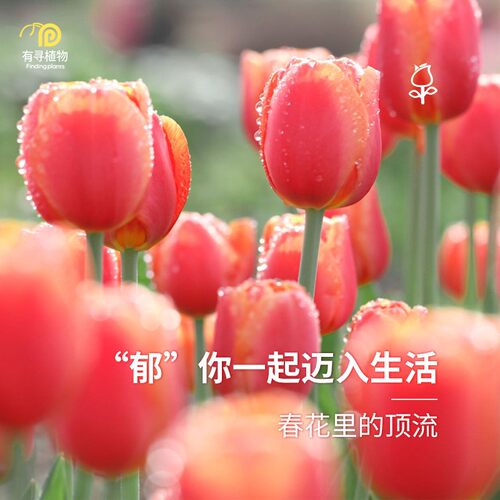 郁金香种球进口预售5度球自然球
