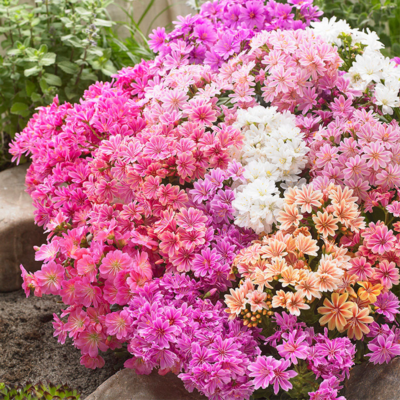 有寻植物 露薇花盆栽带花苞露微花多肉花卉绿植物室内外阳台庭院