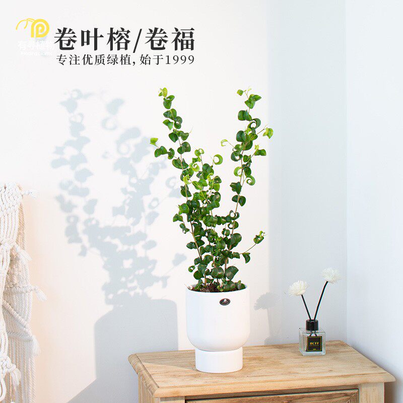 有寻植物卷叶榕绿植盆栽卷福网红风家装室内办公室桌面植物好养