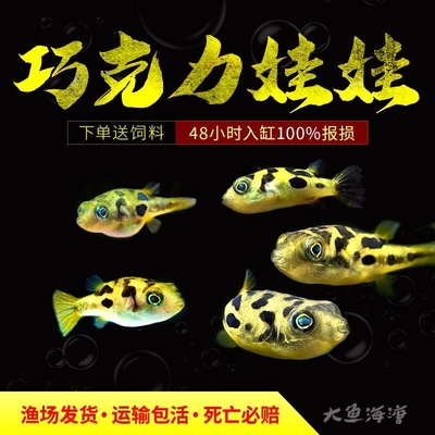 巧克力娃娃观赏鱼潜水艇淡水观赏鱼小型迷你河豚吃螺工具鱼鼓气鱼