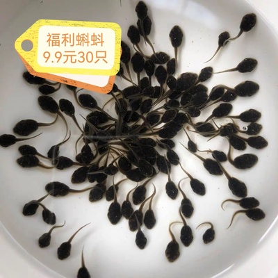 蝌蚪活物儿童观察喜爱动物易养好活蝌蚪苗小蝌蚪