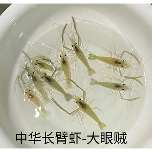 淡水冷水除藻中华长臂虾大眼贼观赏虾活体花腰虾会打架有攻击性