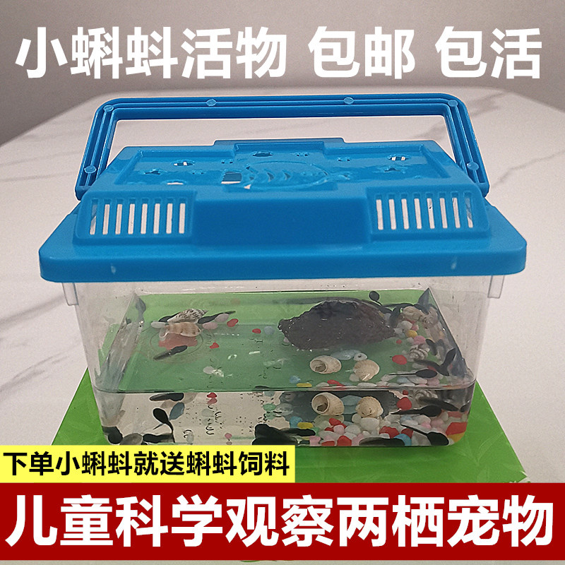 水族宠物小蝌蚪活物蝌蚪套装青蛙饲料幼儿园观察蝌蚪活物小型宠物
