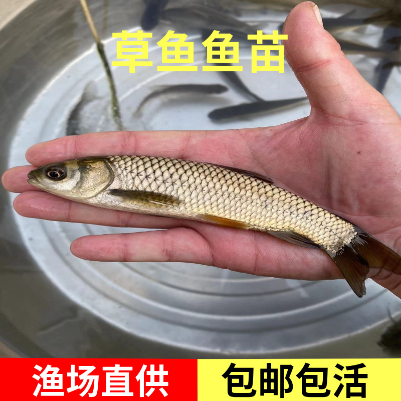 草鱼苗淡水养殖活体食用鱼苗草皖鱼特大半斤草鱼苗黑皖鱼四大家鱼