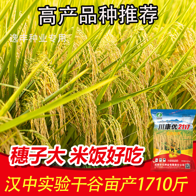 国审高产杂交水稻种子长粒浓香型优质水稻种子稻种正品保证