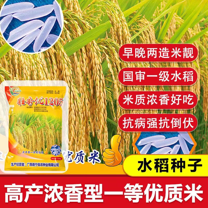 壮香优1205杂交稻一级米饭好吃杂交水稻种子高产香稻杂交水稻谷种