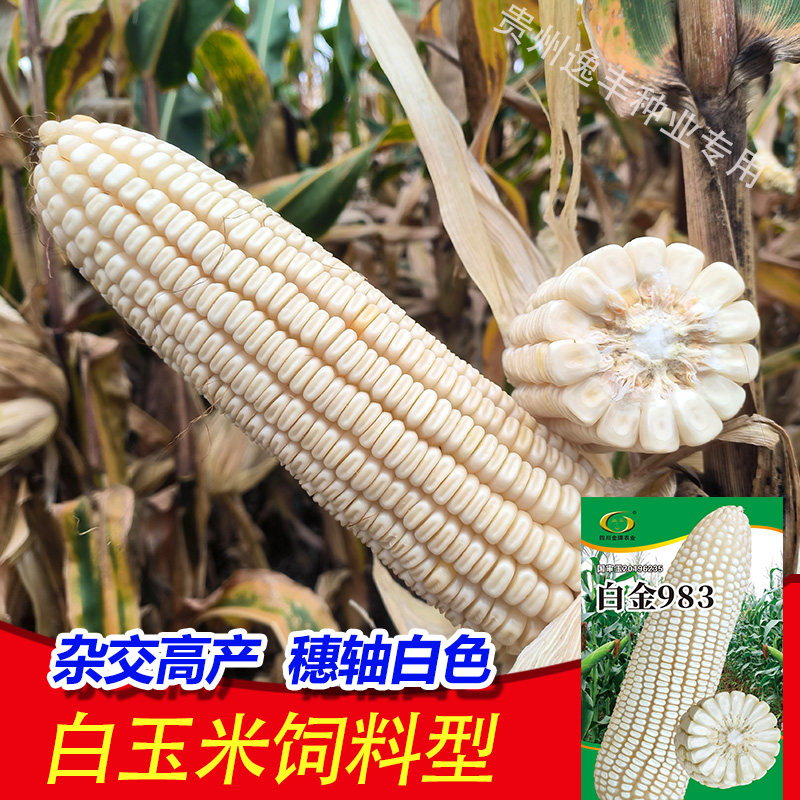 白色杂交玉米种子广大马牙玉米白色杂交玉米种子白包谷种子新品种