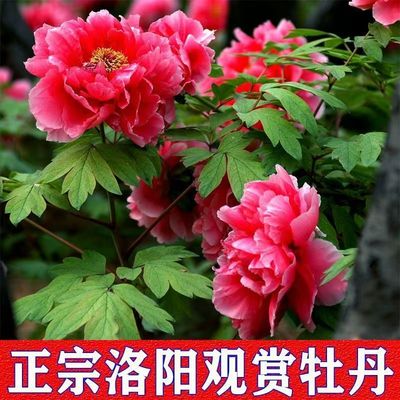 牡丹花苗盆栽洛阳正宗大种
