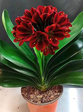 室内当年花卉开花君子兰君子兰花盆栽大苗四季常青植物蝴蝶花苗