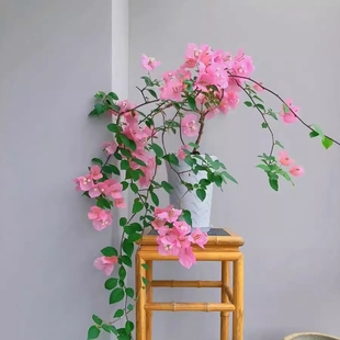 三角梅老桩带花苞四季开花绿植盆栽好养活阳台庭院爬藤重瓣垂丝