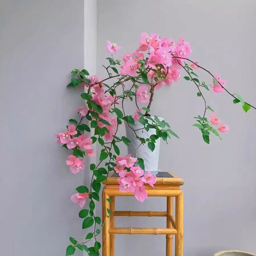 三角梅老桩带花苞四季开绿