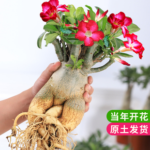 开花好养易活绿植 沙漠玫瑰盆栽花卉植物室内花苗重瓣带花老桩四季