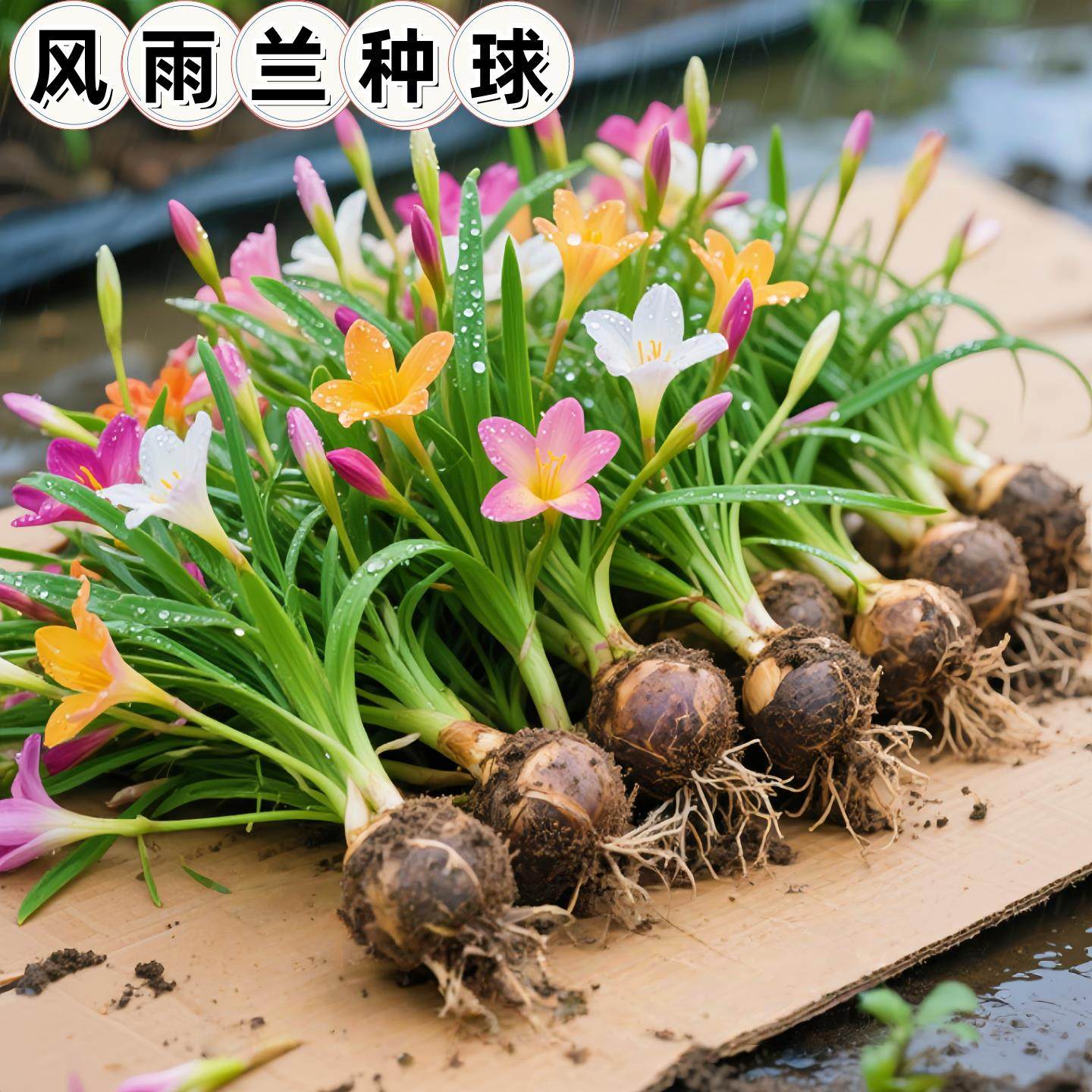 风雨兰种球四季种植浓香型重瓣多色韭兰葱兰室内阳台水培绿植花卉,鲜花速递/花卉仿真/绿植园艺,时令草本花卉,淘宝优惠券,粉丝福利购,淘宝优惠卷