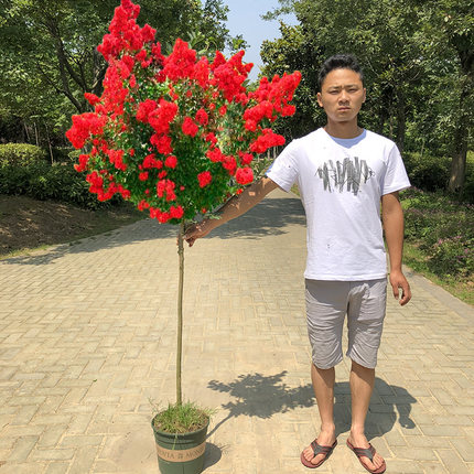 紫薇树苗百日红庭院种植开花