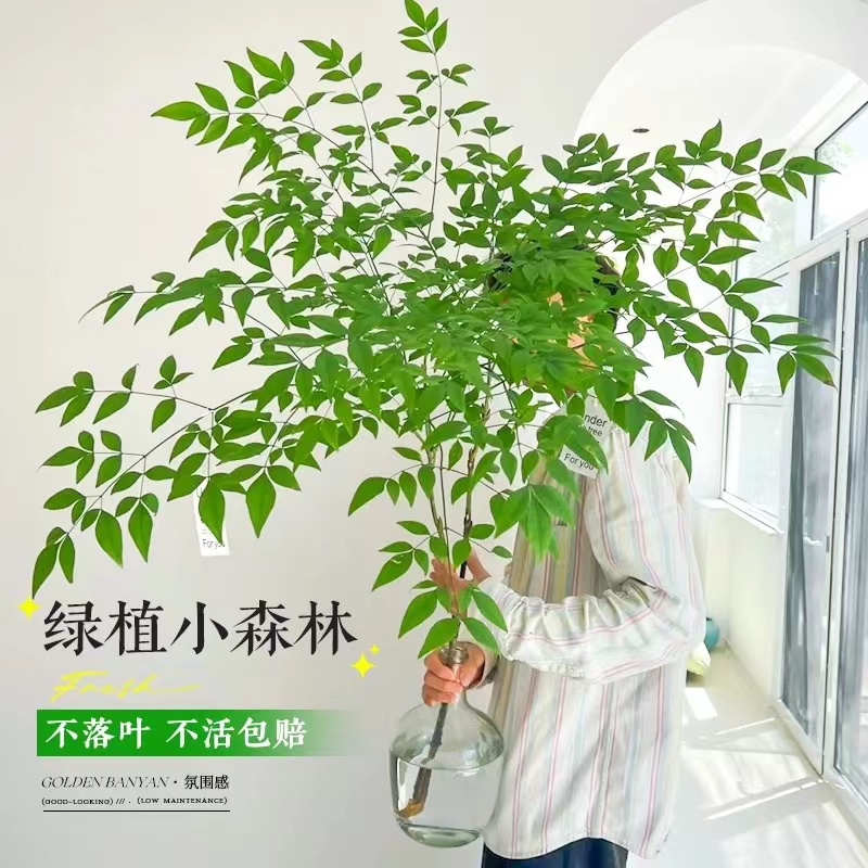 南天竹水培植物真树苗盆栽
