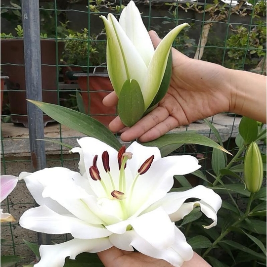 进口重瓣香水百合种球四季多头