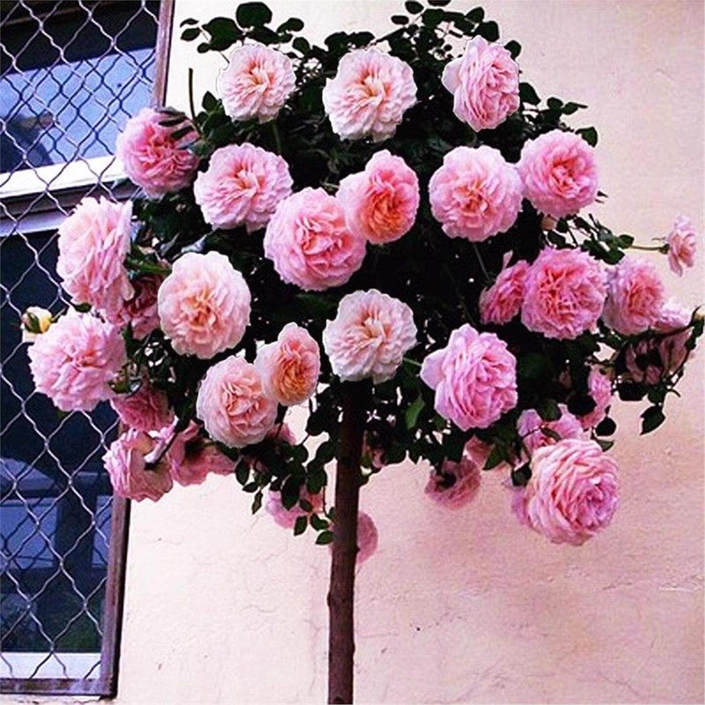 嫁接棒糖树桩月季花苗当年图片