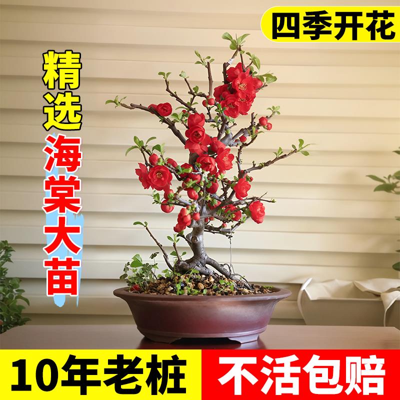 海棠花盆栽重瓣景老桩树苗