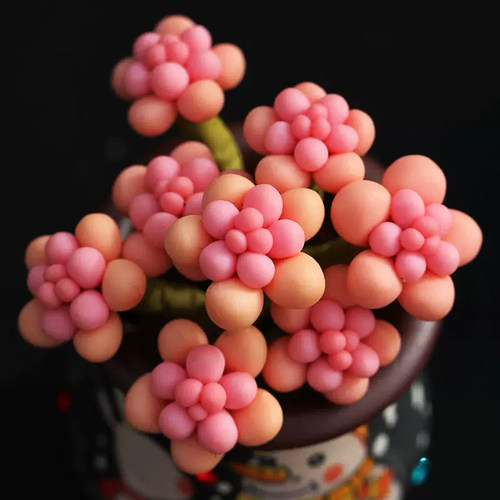 多肉植物稀有品种组合桃蛋大颗