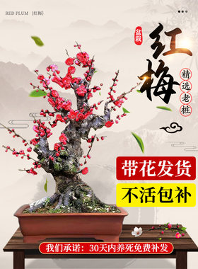 原生红梅花盆栽树苗老桩景阳