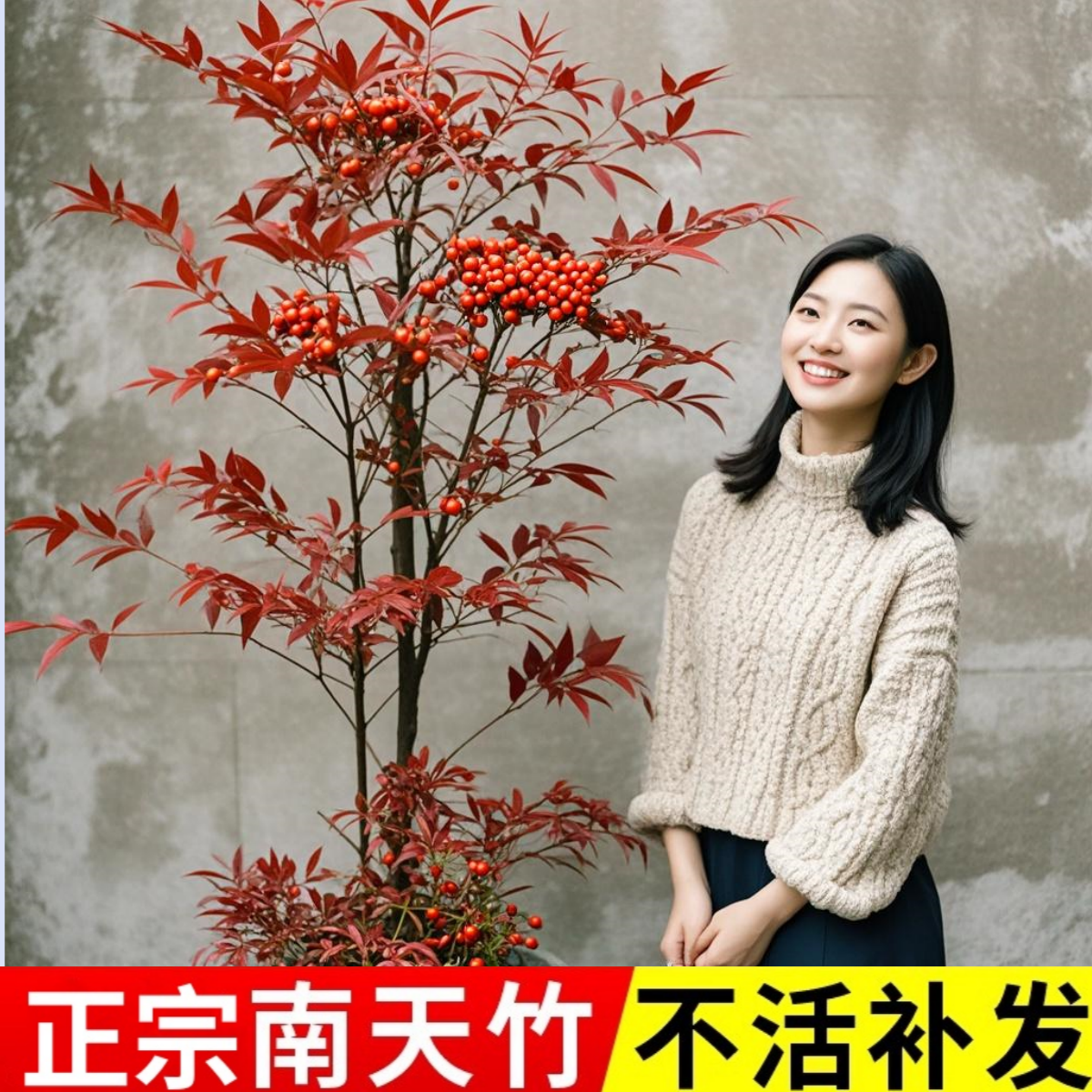 火焰南天竹盆栽客厅水培绿