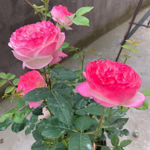 月季花浓香包子颜色多变庭院植物