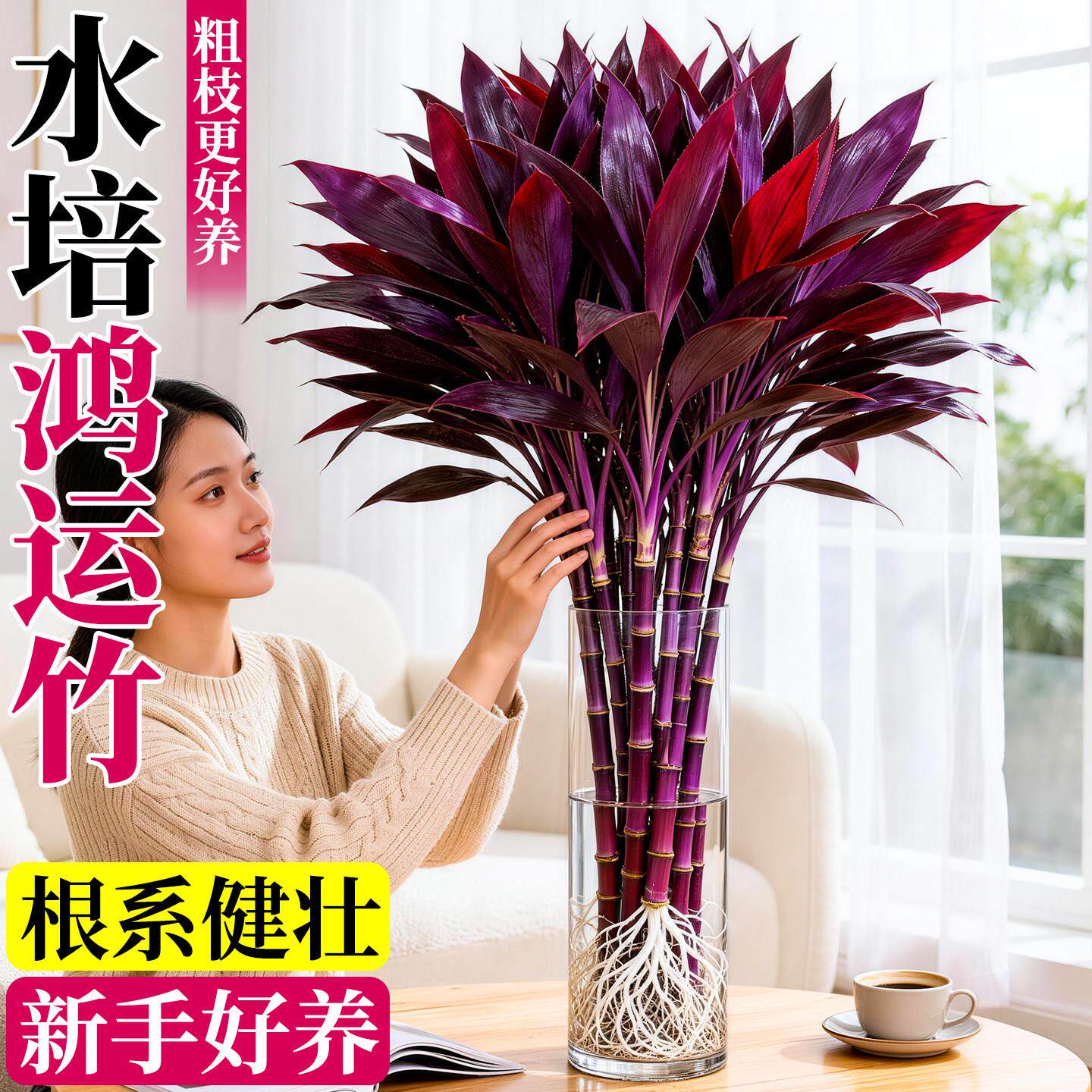 富贵竹水培植物鸿运紫竹粗杆带根客厅招财盆栽开运水养绿植好养活 - 实物图